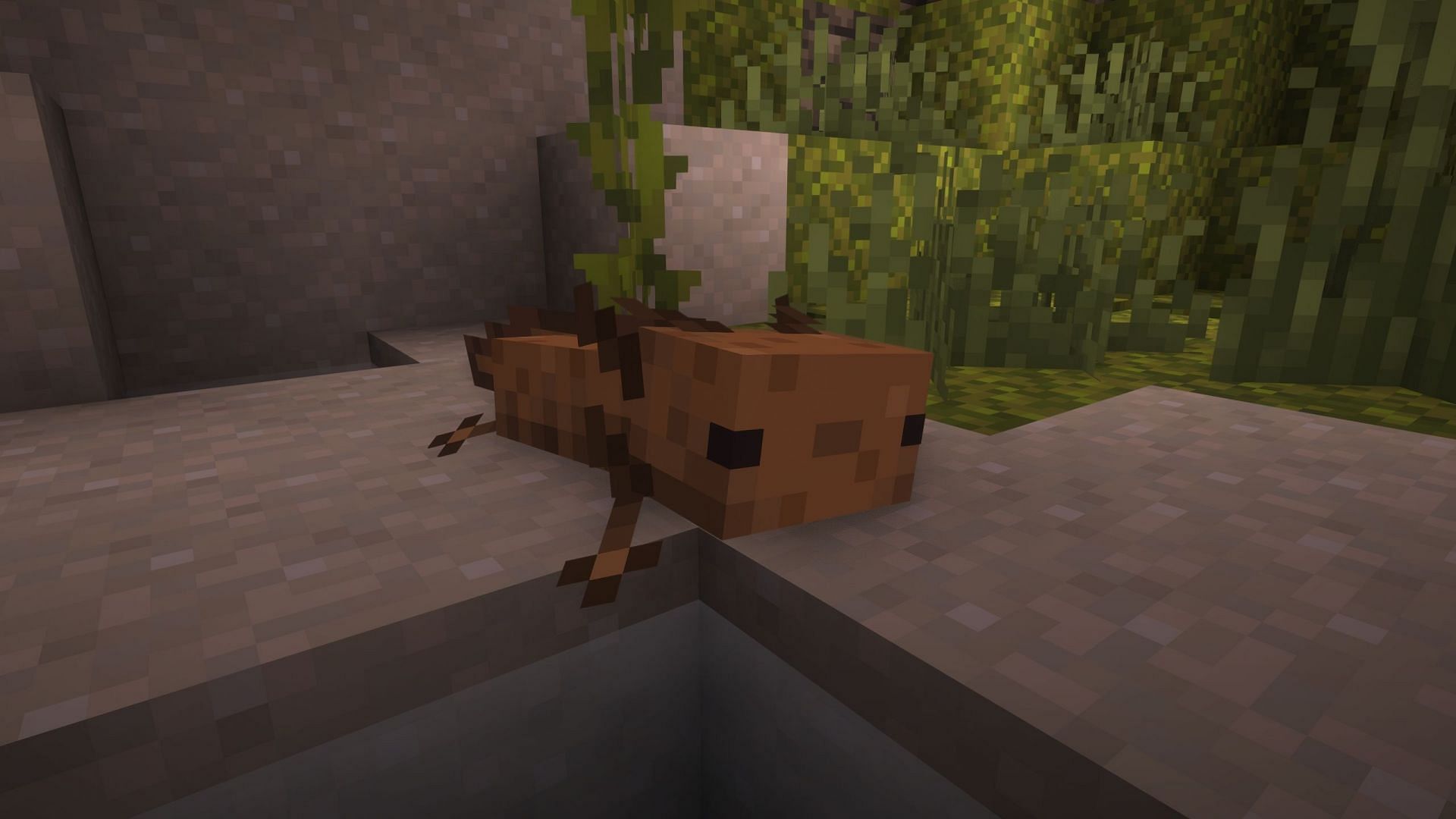 Wild axolotl is brown (Image via Sportskeeda Gaming || Mojang Studios)